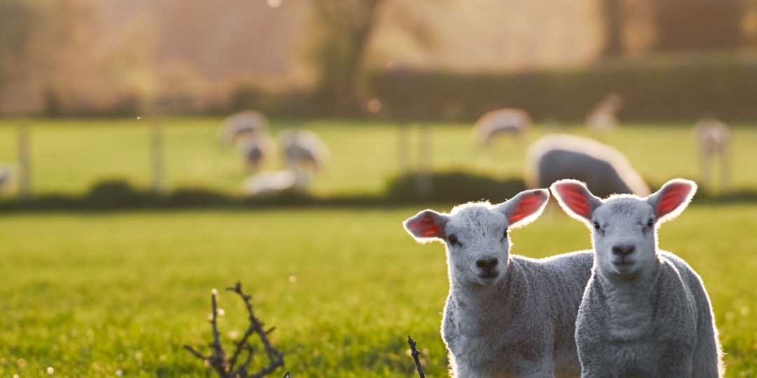 A Spring Affair