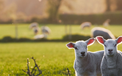 A Spring Affair